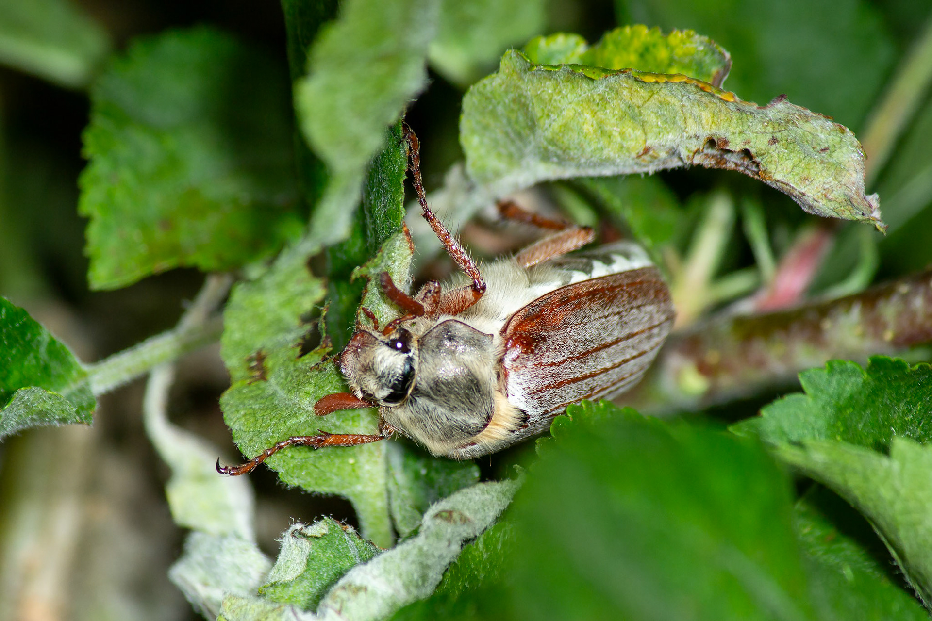 Melolontha melolontha