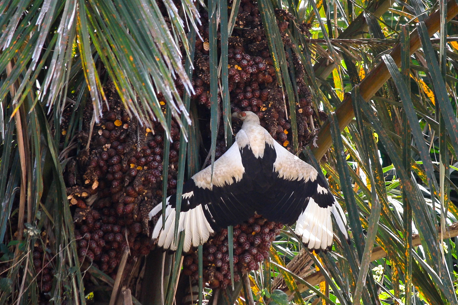 Gypohierax angolensis