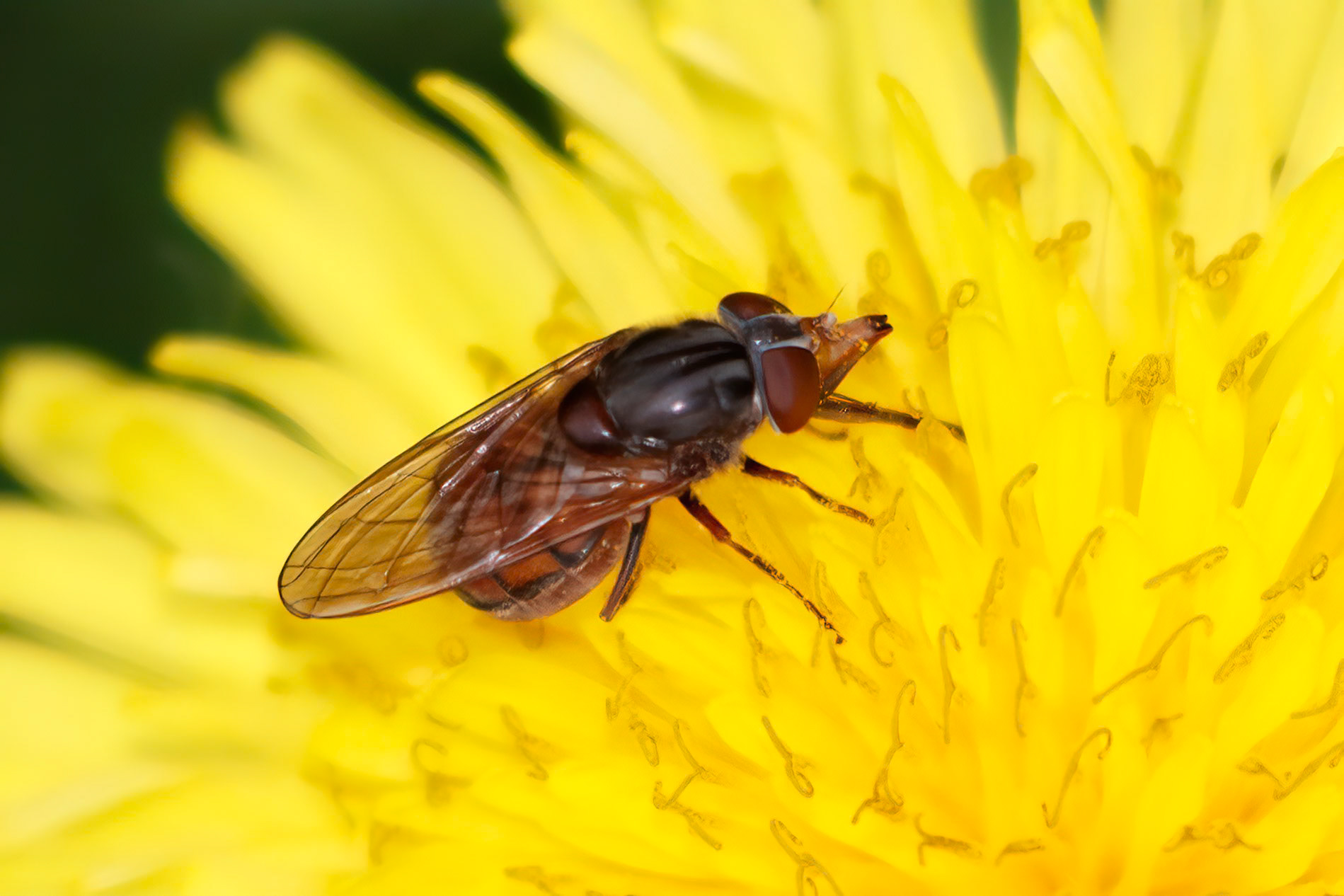 Rhingia campestris