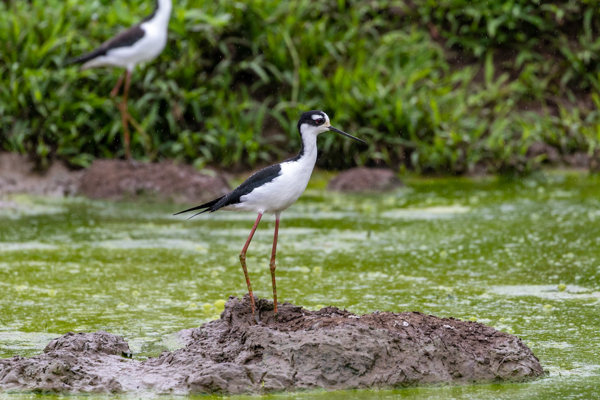 Himantopus mexicanus