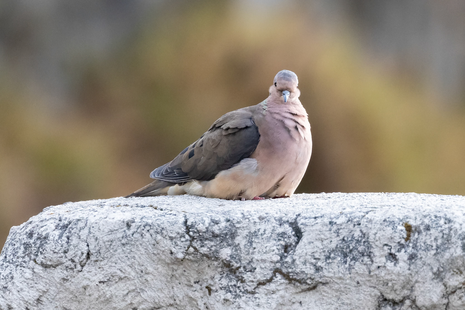 Zenaida auriculata hypoleuca