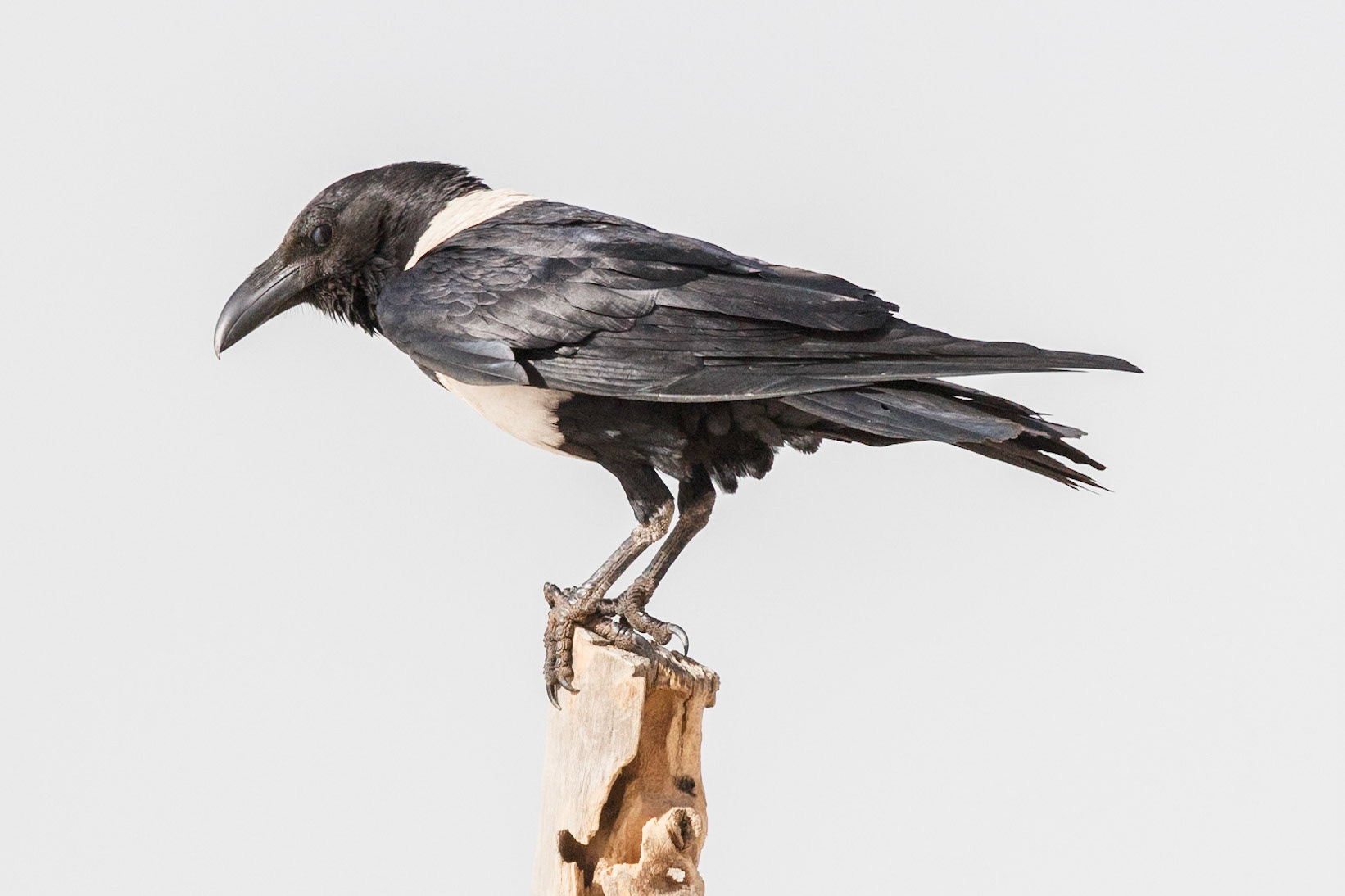 Corvus albus