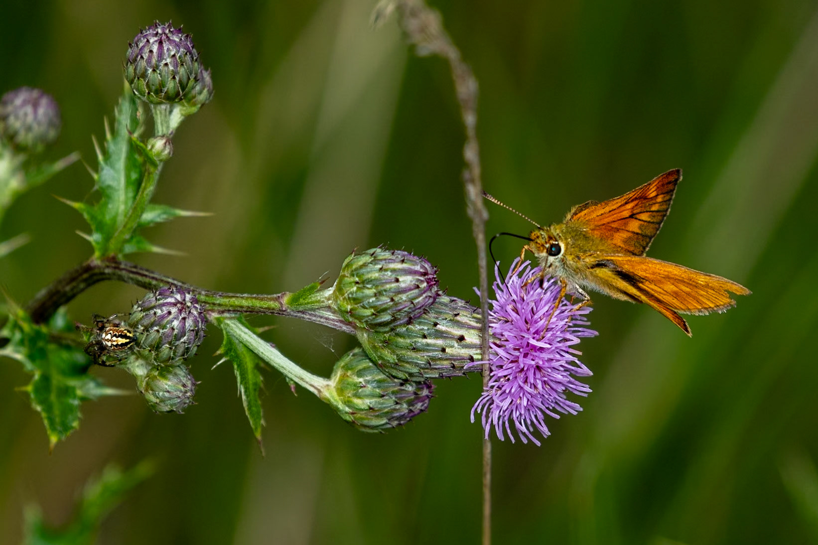 Ochlodes sylvanus (M)
