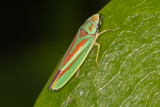 Graphocephala fennah