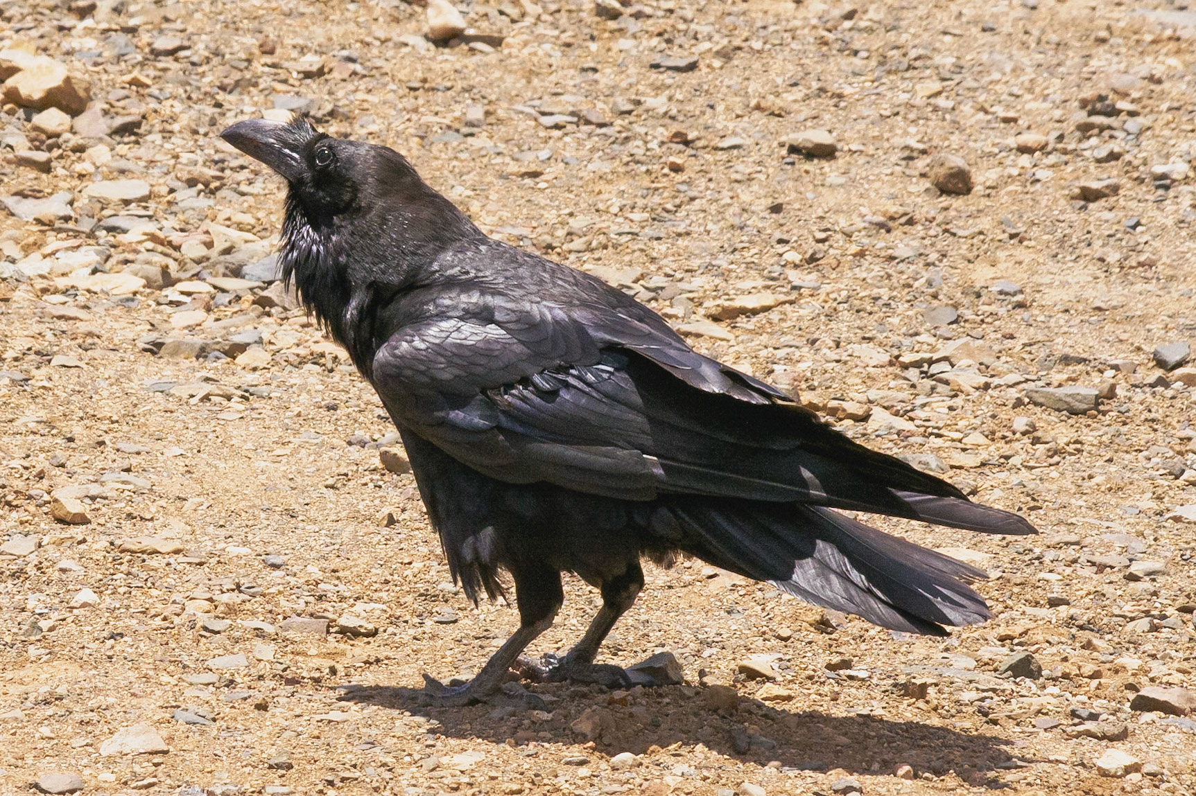 Corvus corax canariensis
