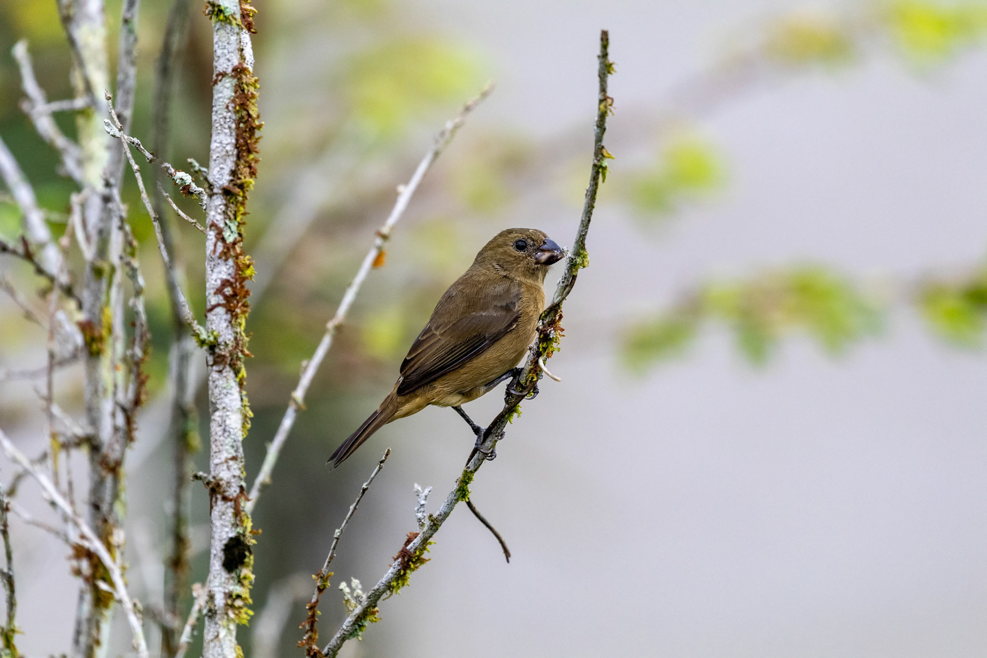 Sporophila crassirostris (F)