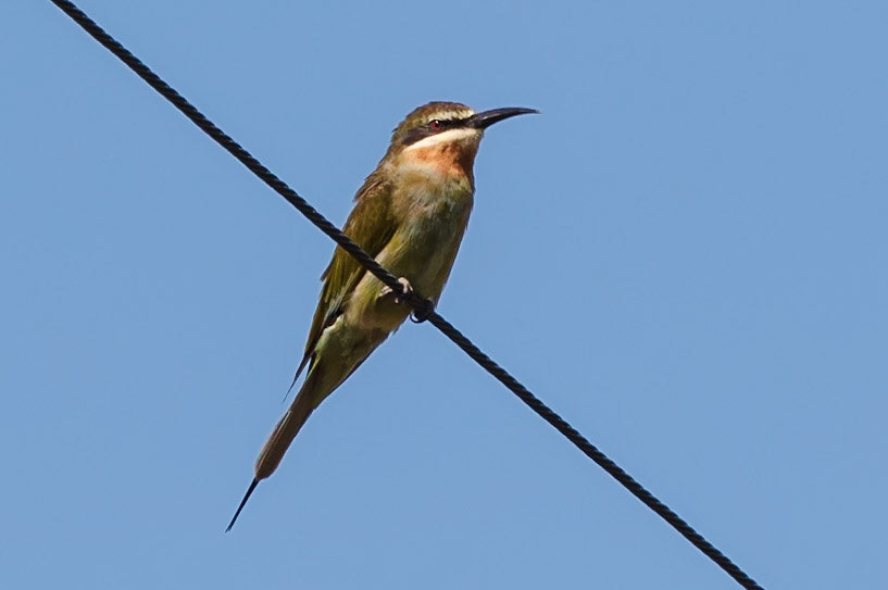 Merops superciliosus