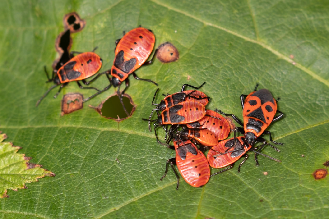Pyrrhocoris apterus