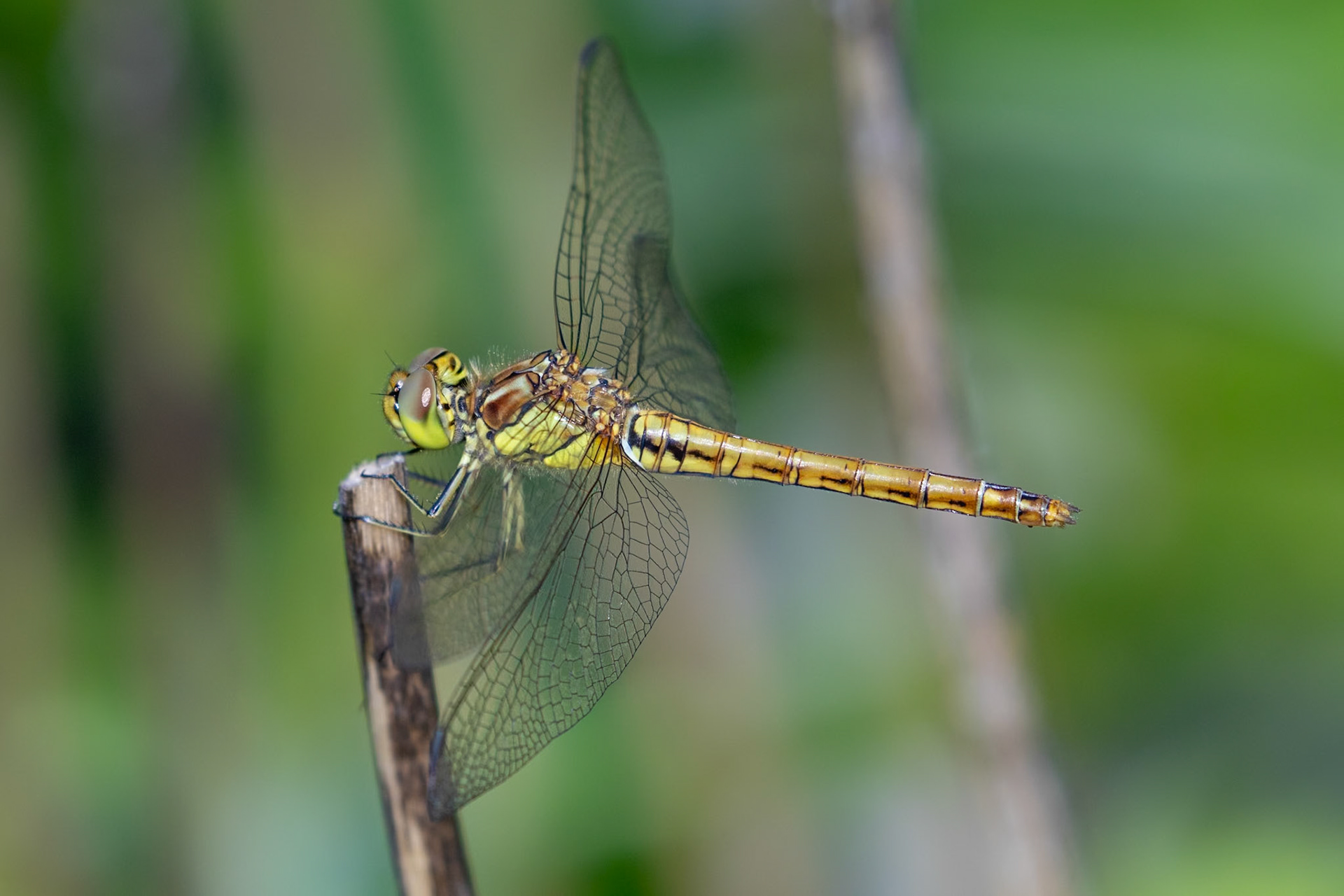 Sympetrum vulgatum
