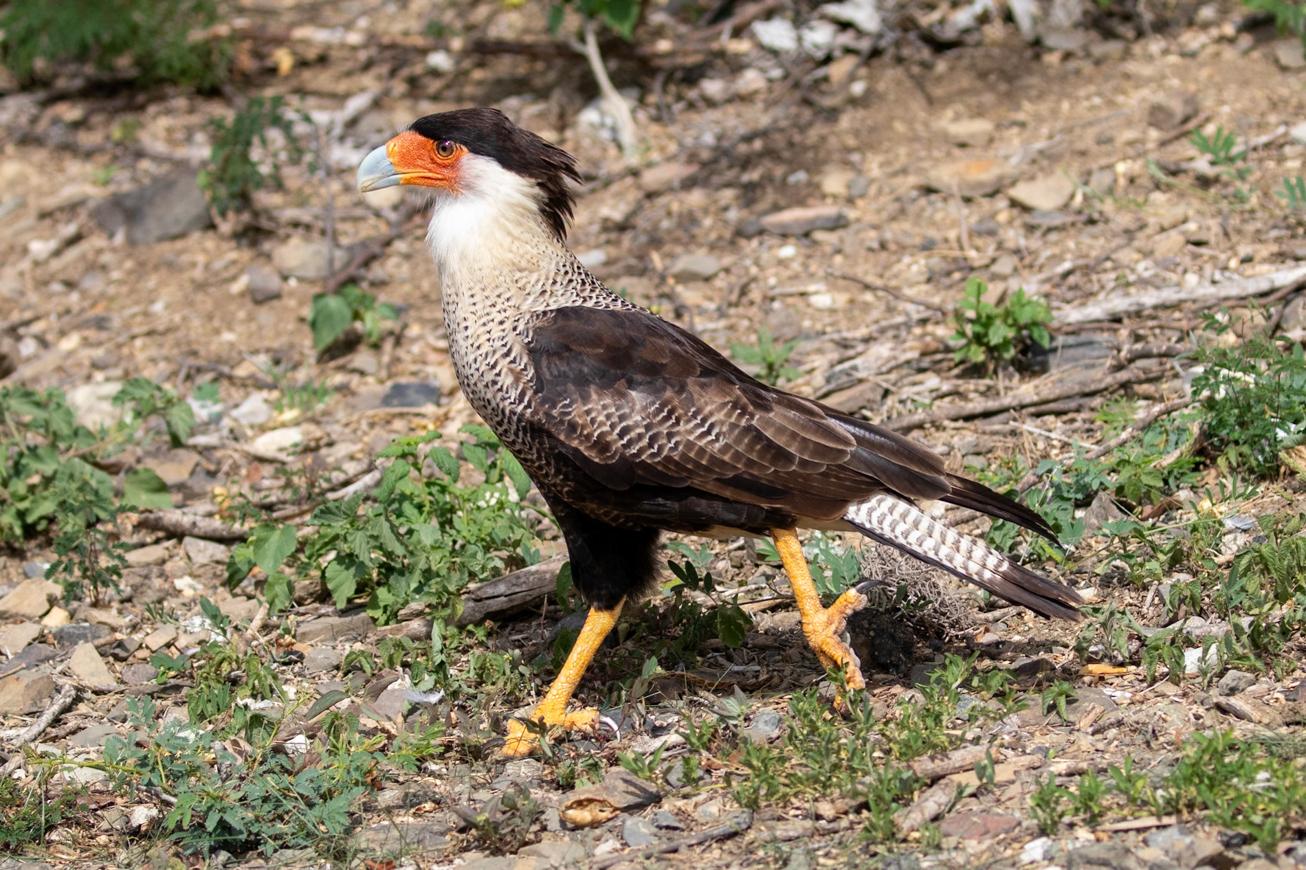 Caracara plancus cheriway