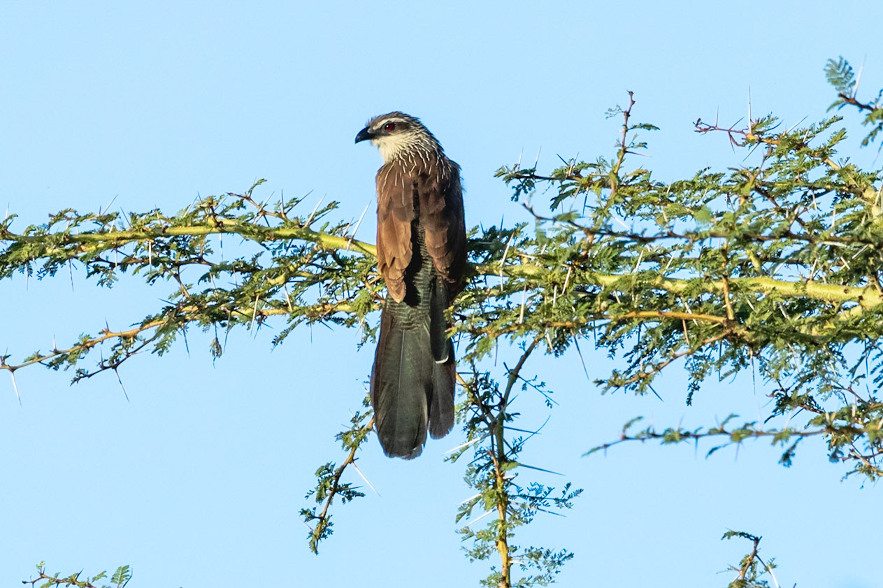Centropus superciliosus