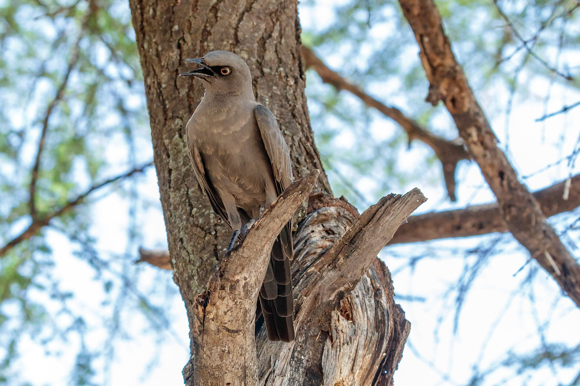 Lamprotornis unicolor