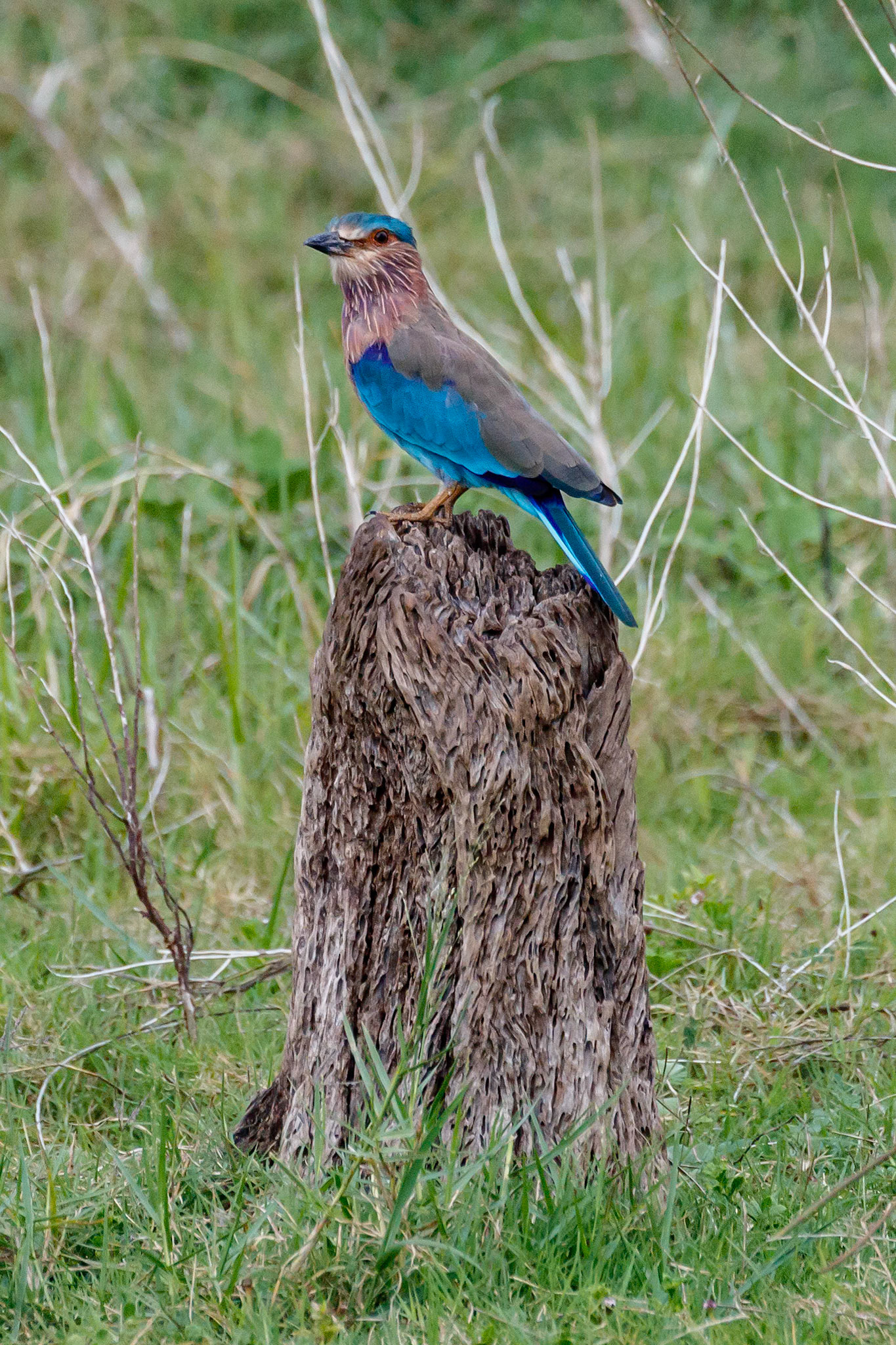 Coracias benghalensis affinis