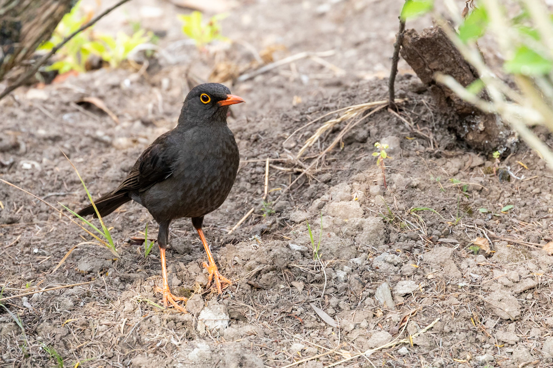 Turdus serranus fuscobrunneus
