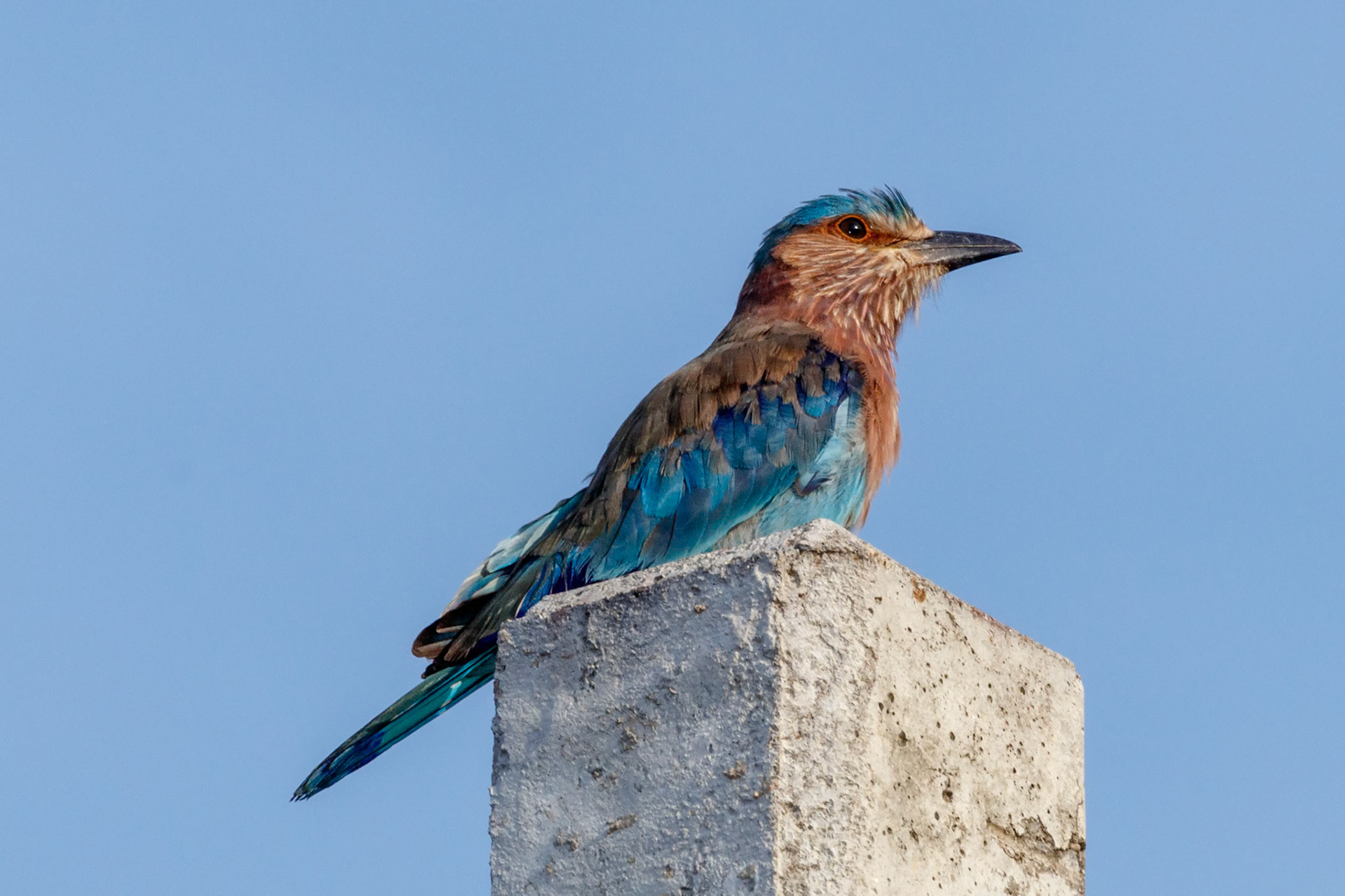 Coracias benghalensis indicus