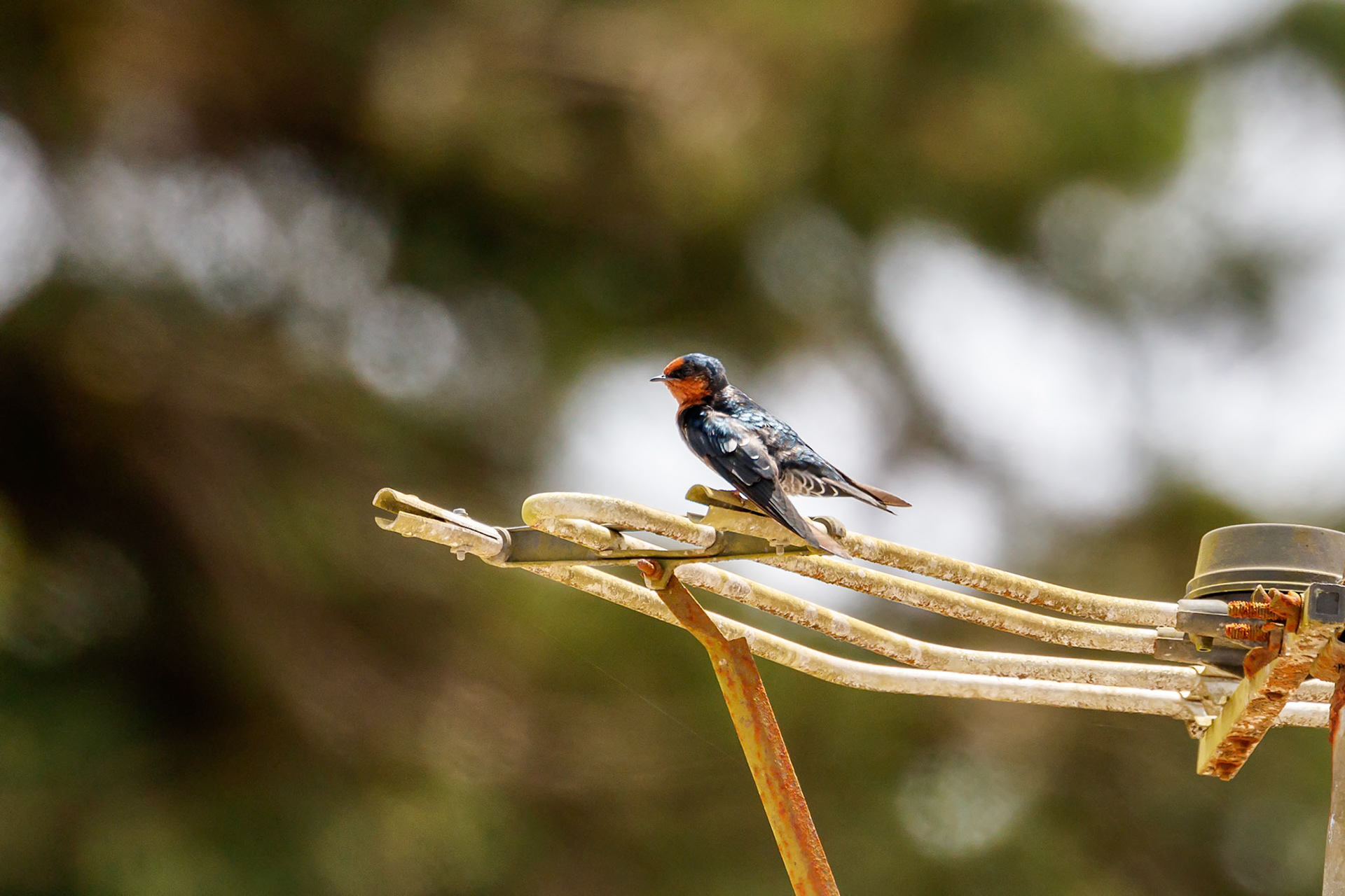 Hirundo domicola