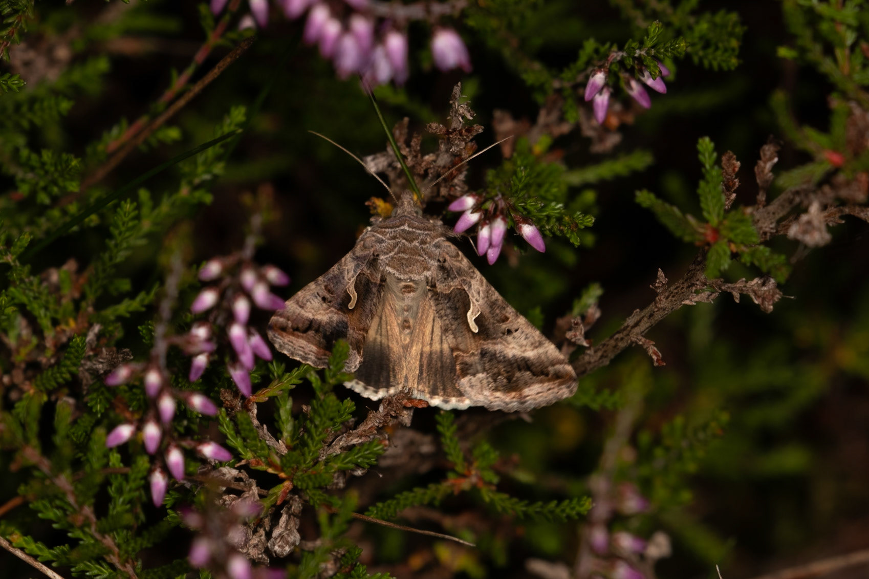 Autographa gamma