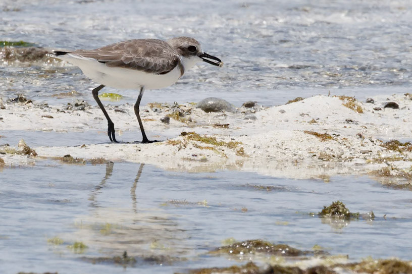 charadrius leschenaultii