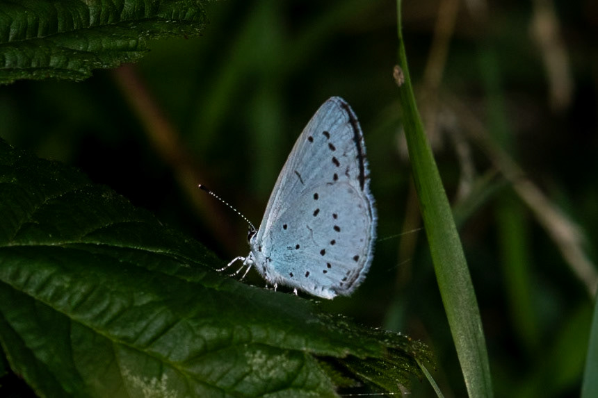 Celastrina argiolus