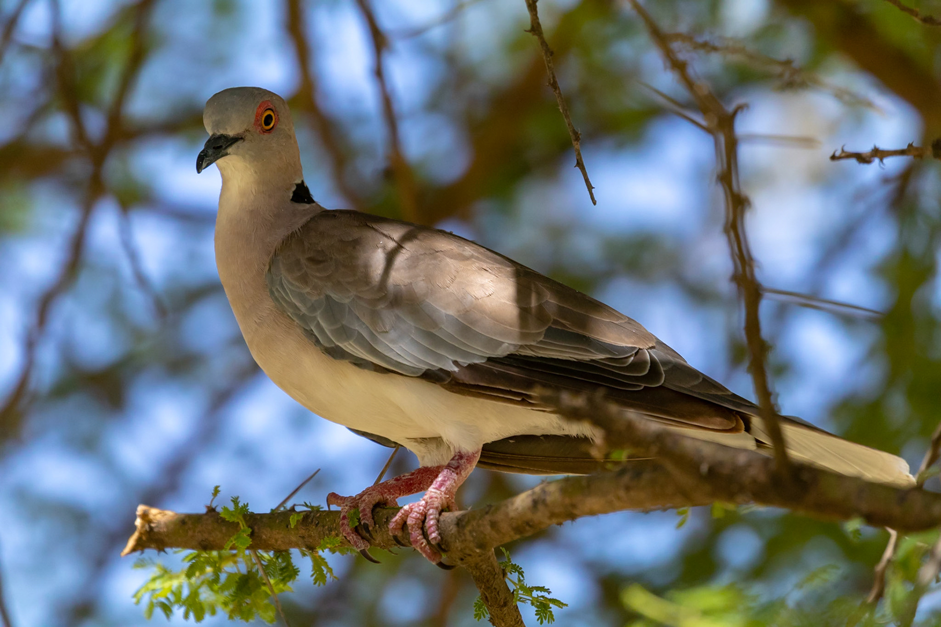 Streptopelia decipiens perspicillata