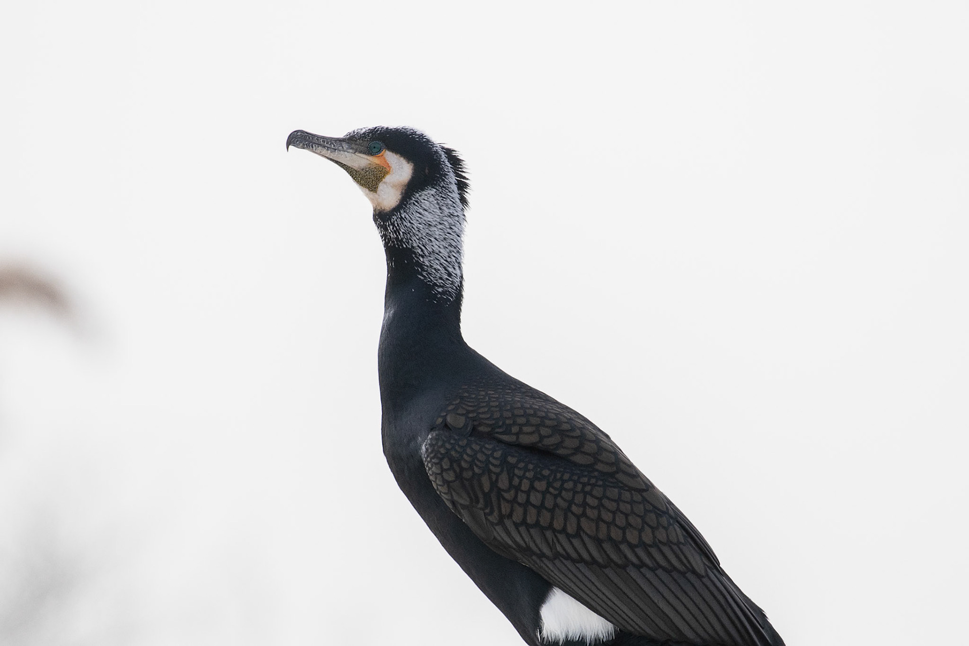 Phalacrocorax carbo