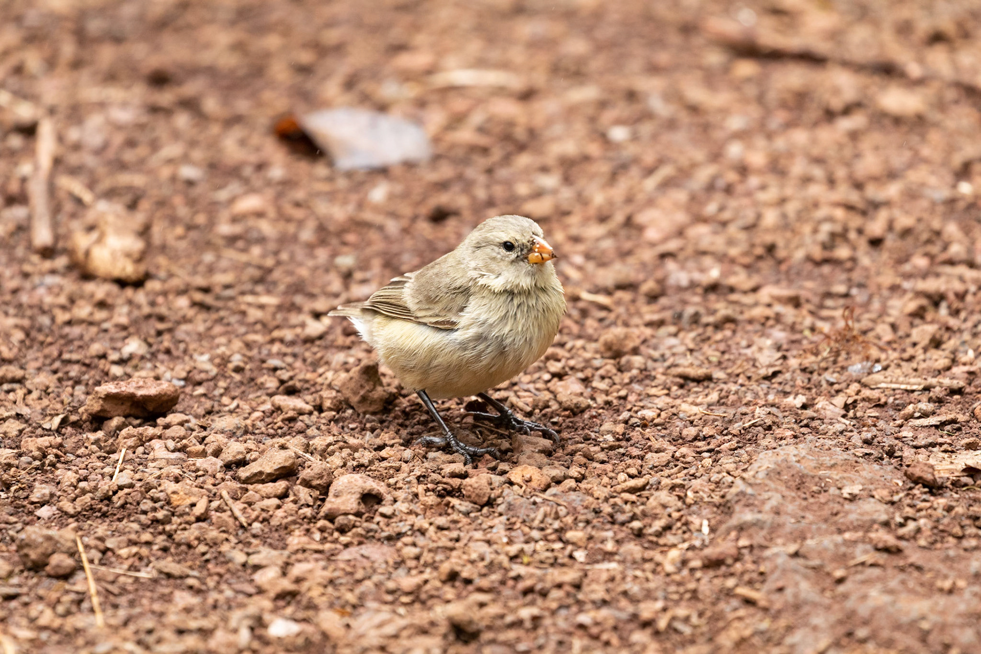 Camarhynchus parvulus (F)