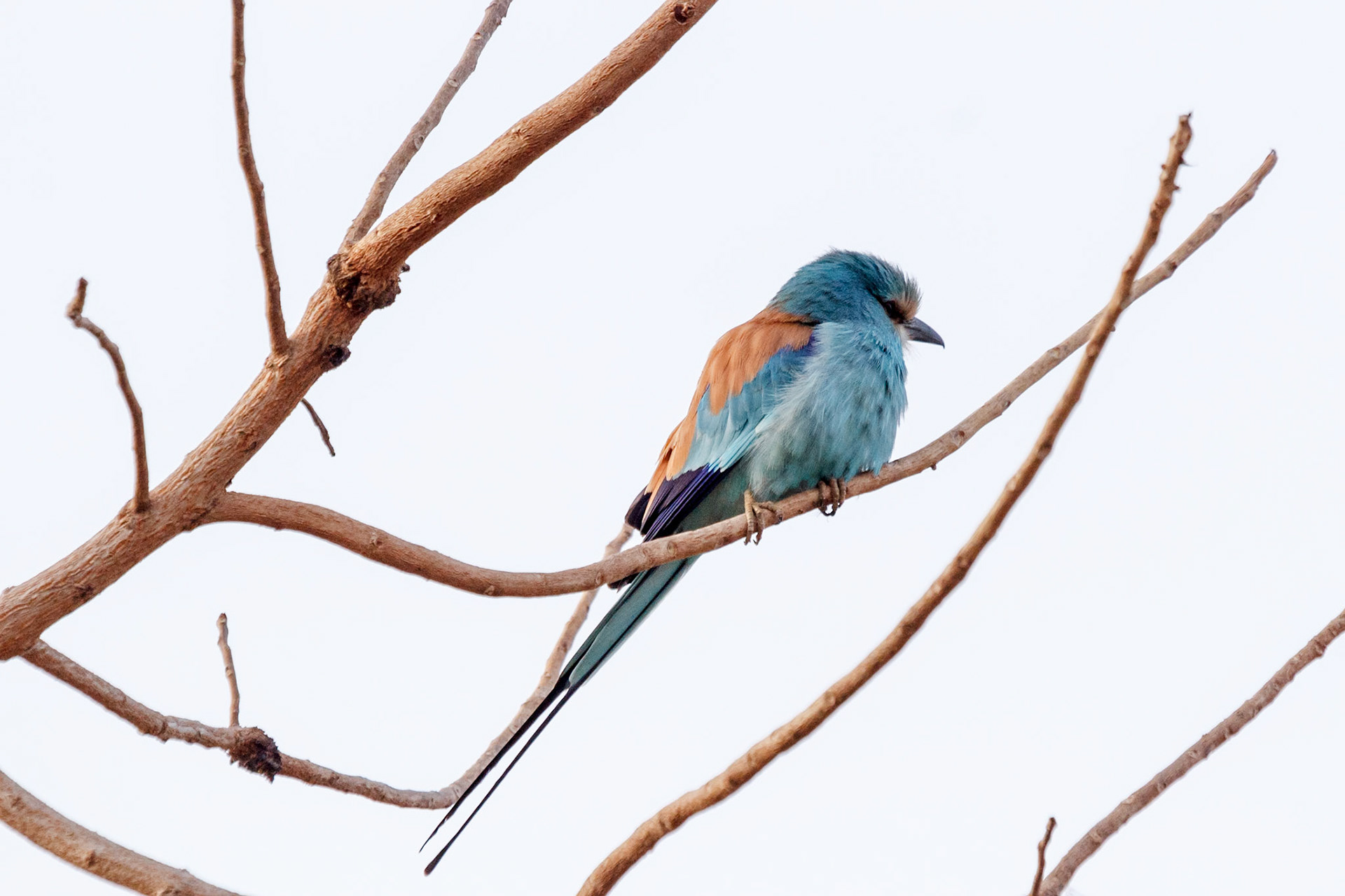 Coracias abyssinicus