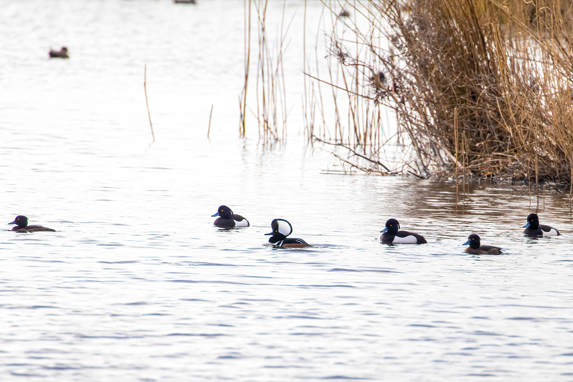 Lophodytes cucullatus