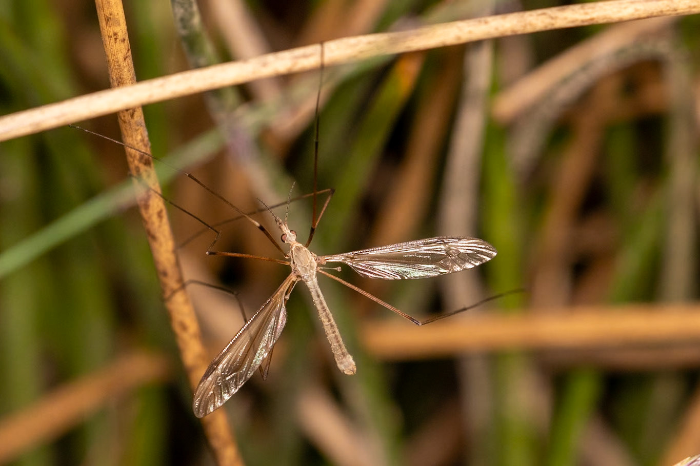 Tipula oleracea