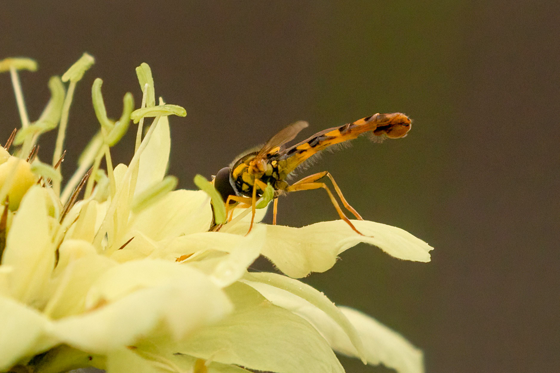 Sphaerophoria scripta