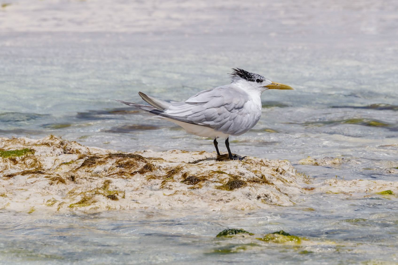 Thalasseus bengalensis