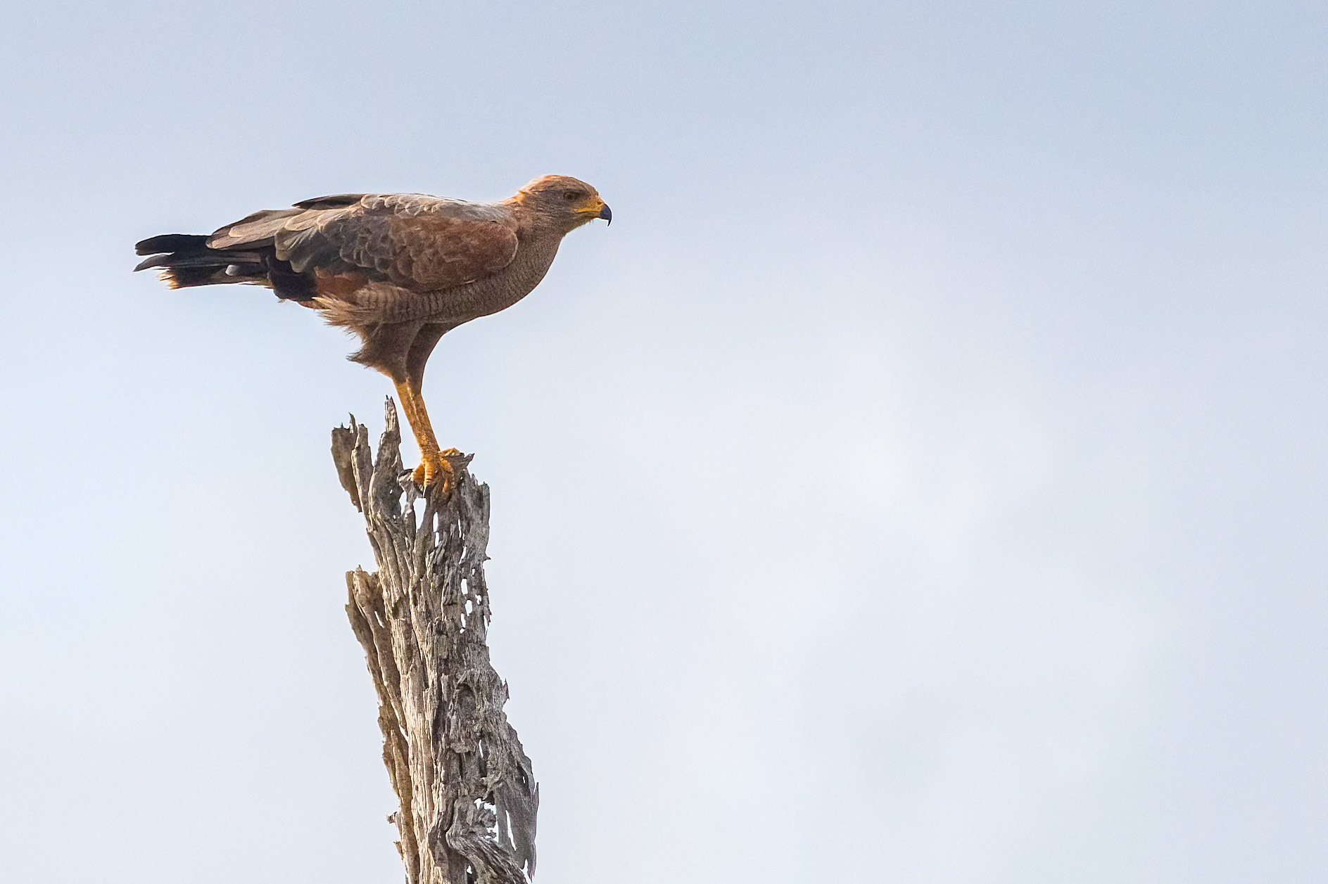 Buteogallus meridionalis