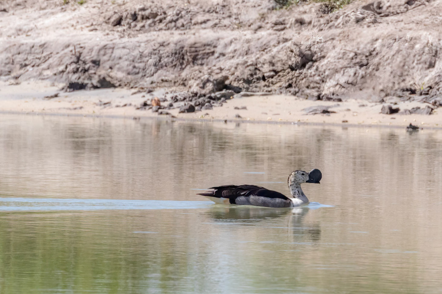 Sarkidiornis melanotos