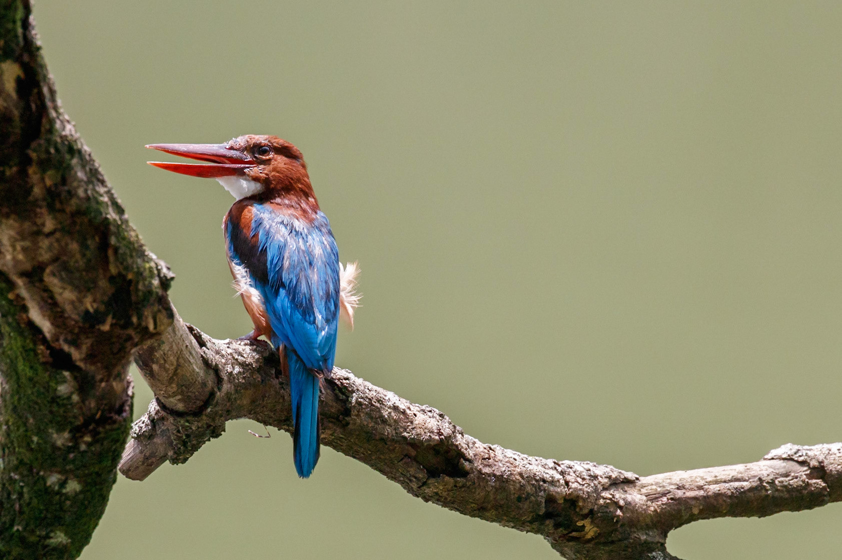 Halcyon smyrnensis fusca