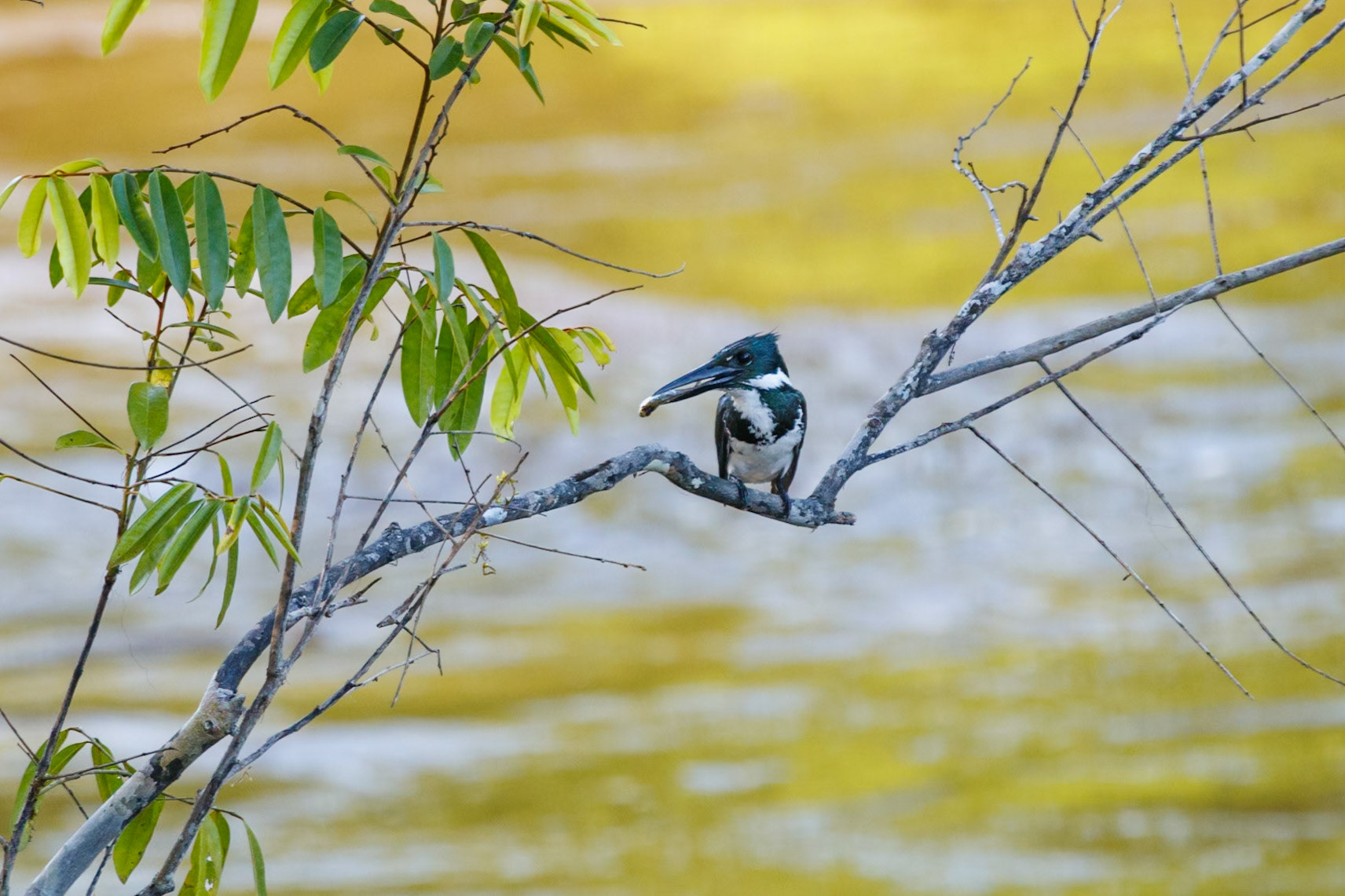 Chloroceryle amazona (F)