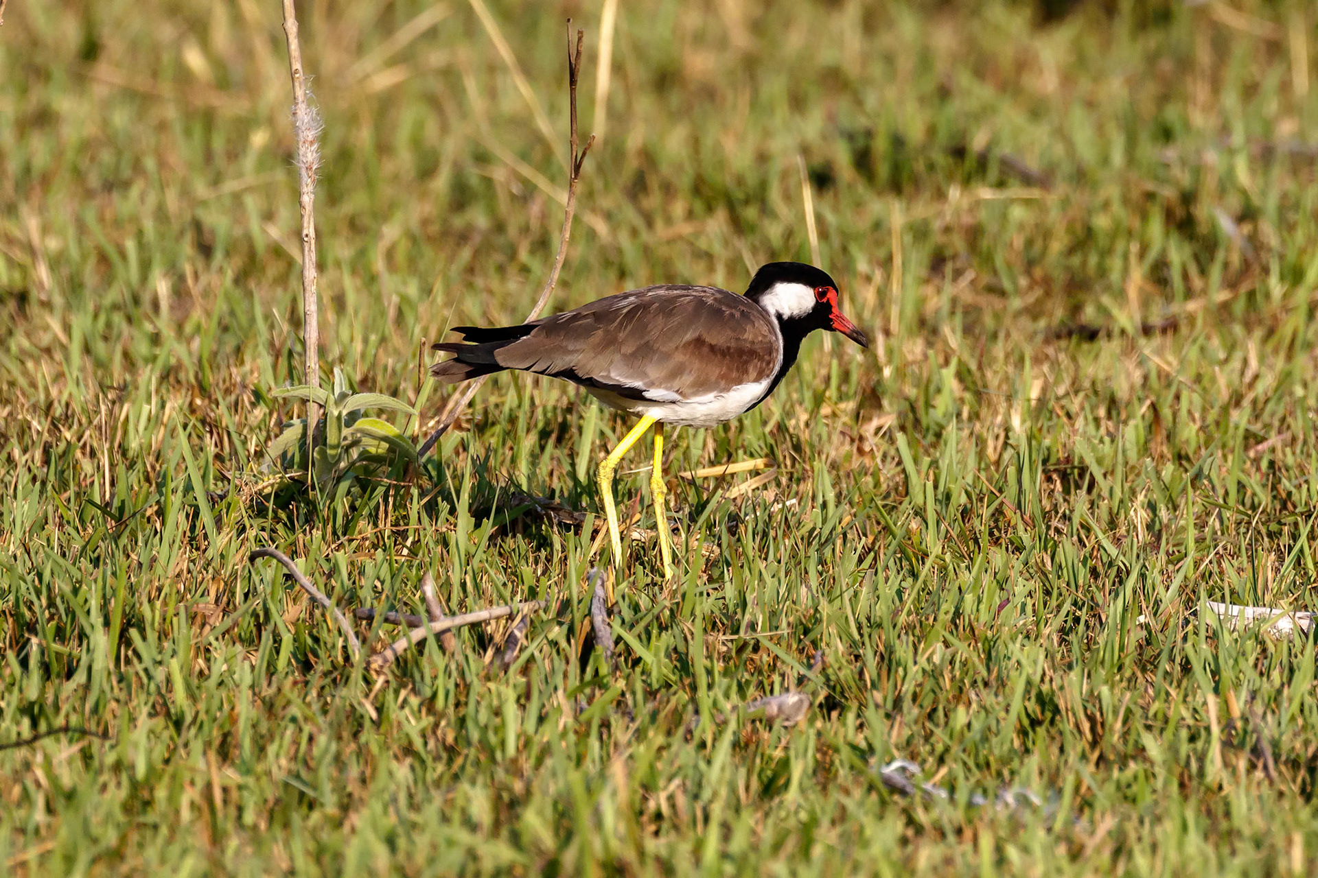 Vanellus indicus lankae