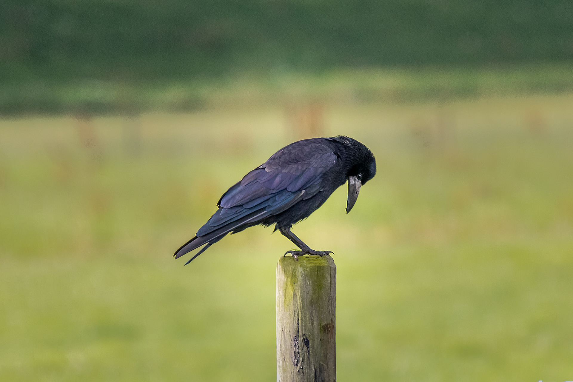 Corvus frugilegus