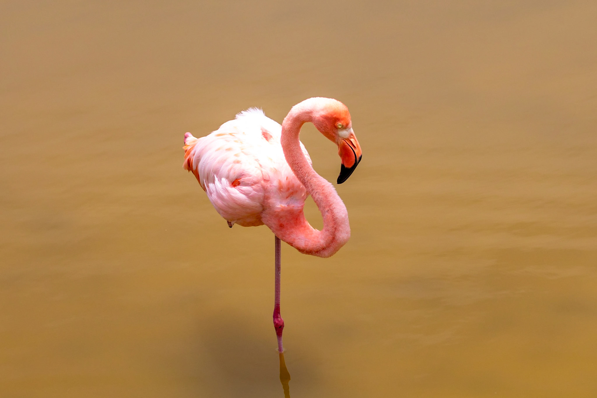 Phoenicopterus ruber