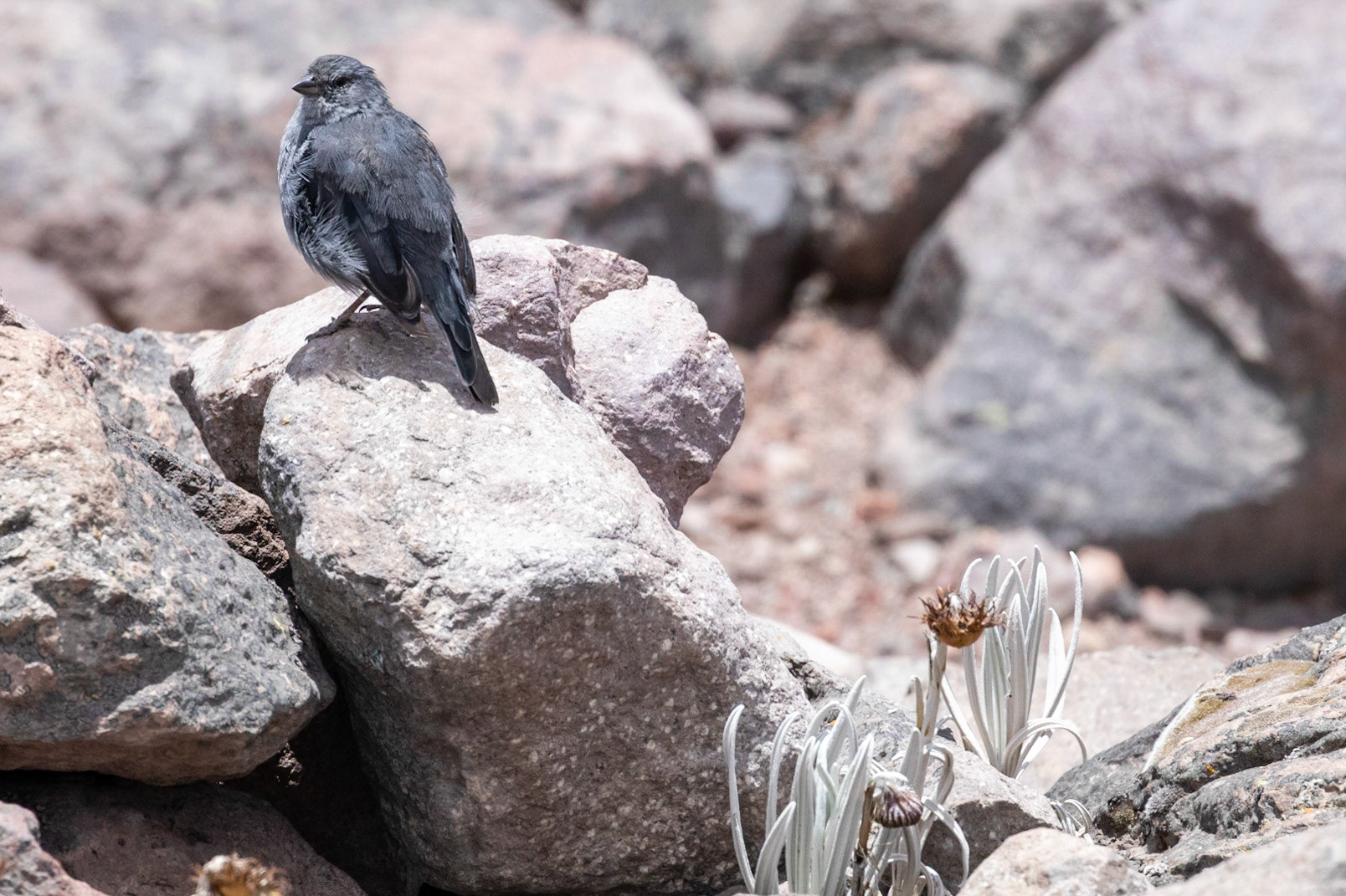 Geospizopsis unicolor (M)