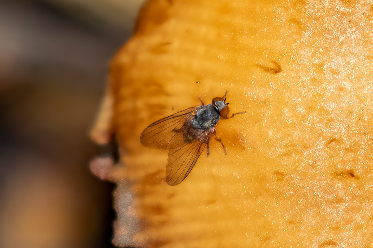 Protoclythia rufa (F)