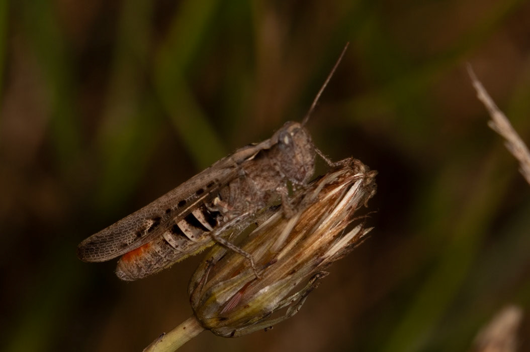 Chorthippus biguttulus-group (F)
