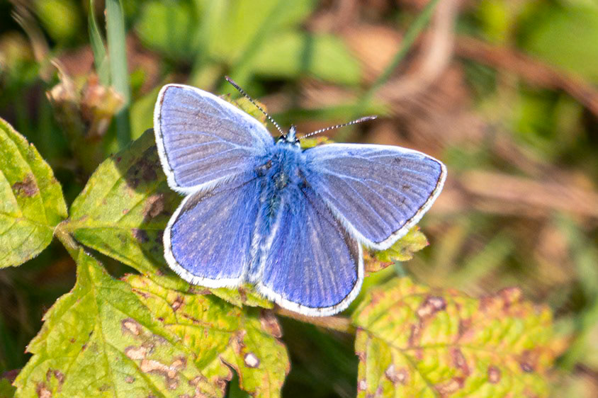 Polyommatus icarus