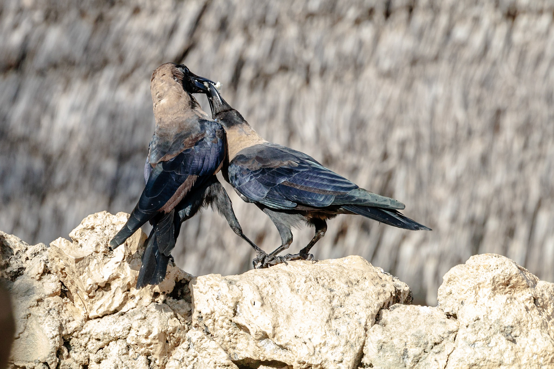 Corvus splendens