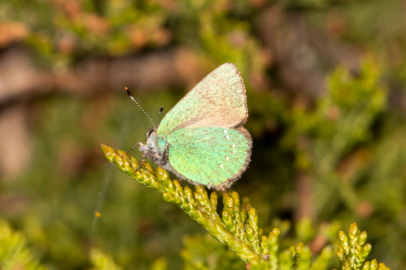 Callophrys rubi