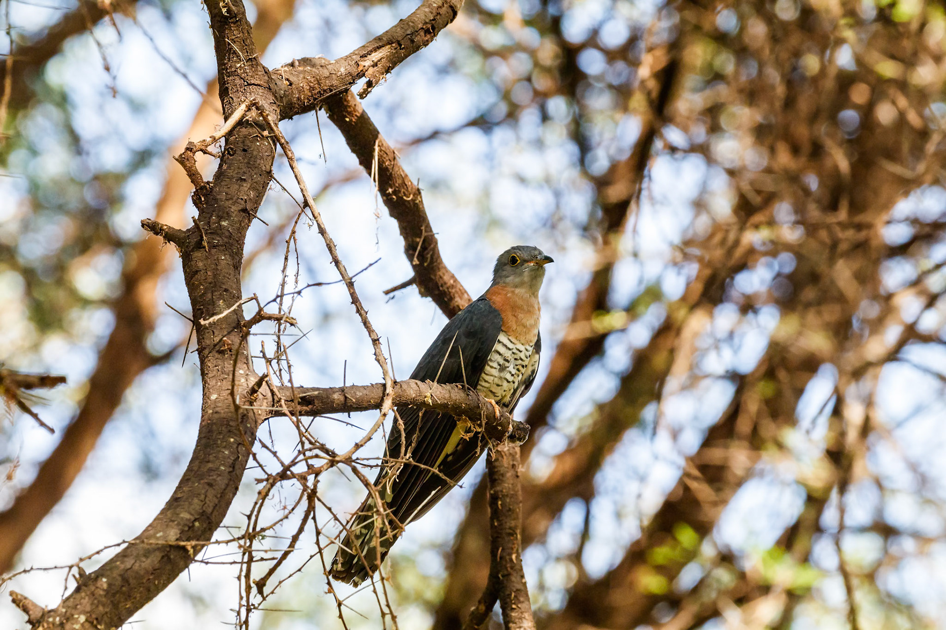 Cuculus solitarius (M)