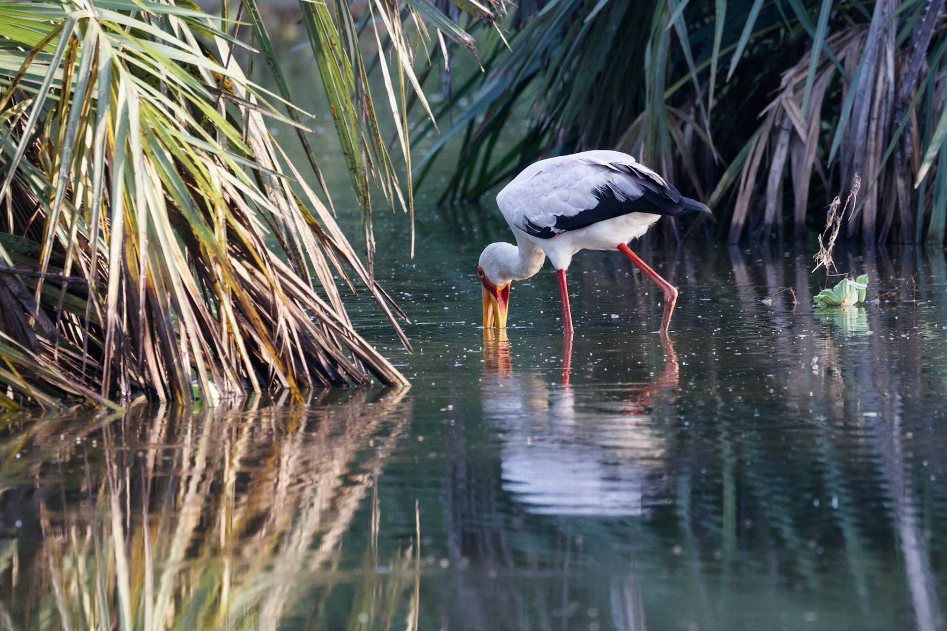 Mycteria ibis