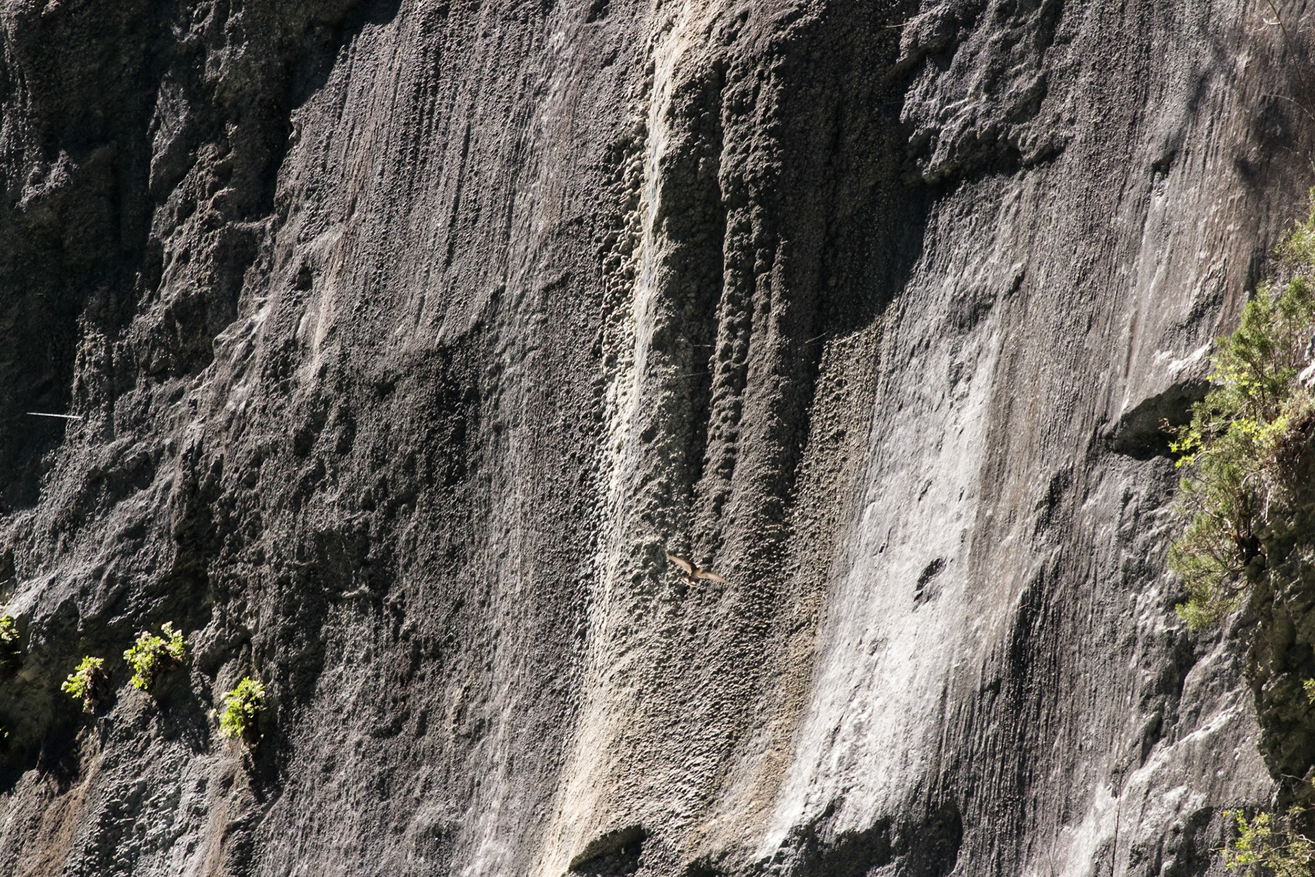 Ptyonoprogne rupestris