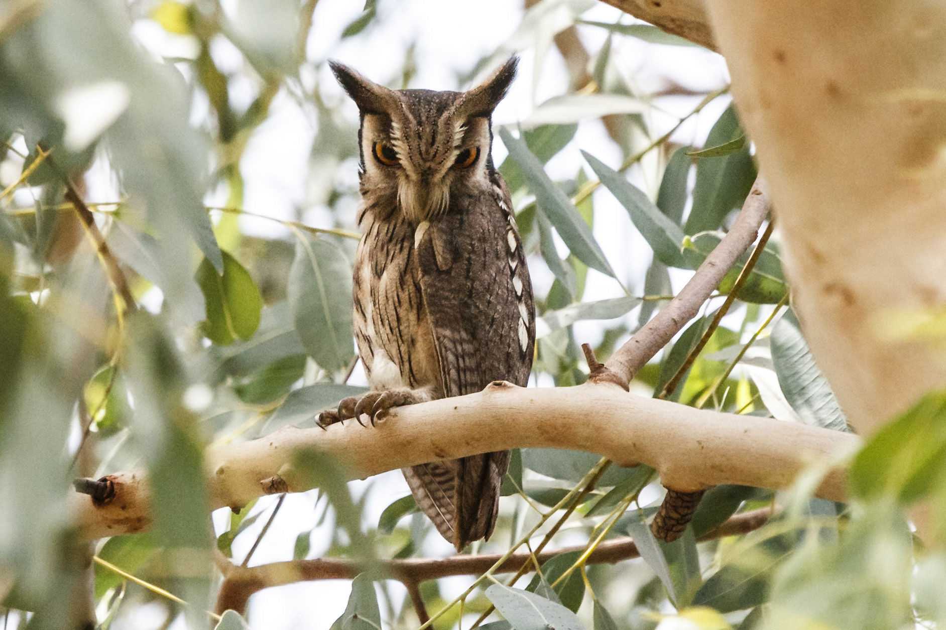 Ptilopsis (otis) leucotis