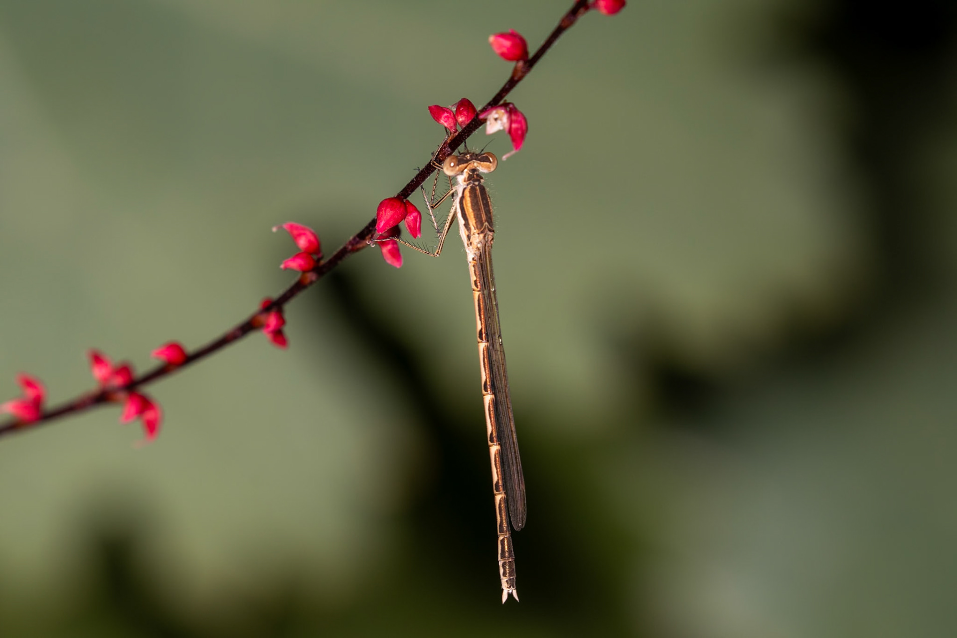 Sympecma fusca