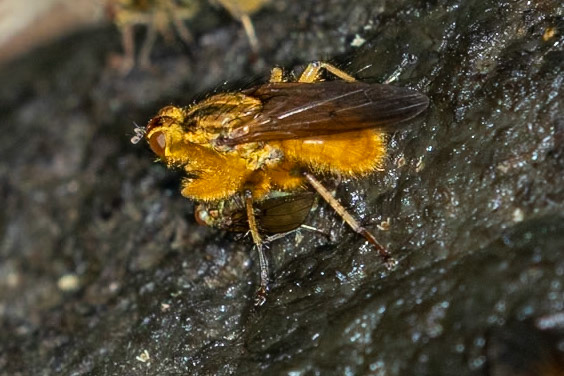 Scathophaga stercoraria